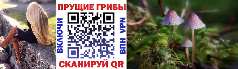 Псилоцибиновые грибы Psilocybe  ОМГ ОМГ ссылки  Осташков 